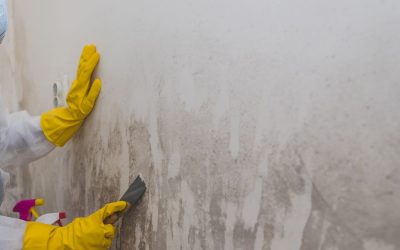What Is Mold Remediation? Cost, Timing, and Who Pays for It